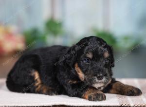 F1B mini bernedoodle near Chicago Illinois