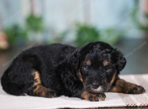 F1B mini bernedoodle near Chicago Illinois