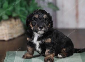 F1B mini bernedoodle near Chicago Illinois