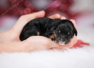 F1B mini bernedoodle near Chicago Illinois