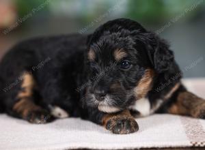 F1B mini bernedoodle near Chicago Illinois