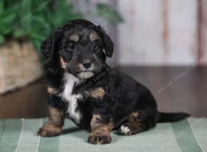 F1B mini bernedoodle near Chicago Illinois