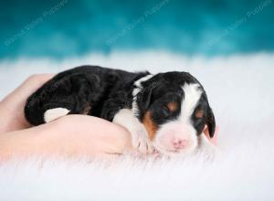 tri-colored female mini bernedoodle near Chicago Illinois