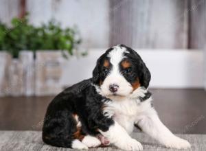 tri-colored female mini bernedoodle near Chicago Illinois