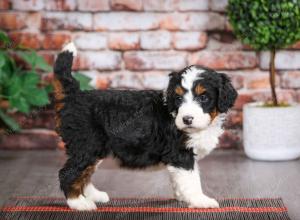 tri-colored female mini bernedoodle near Chicago Illinois