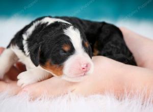 tri-colored female mini bernedoodle near Chicago Illinois