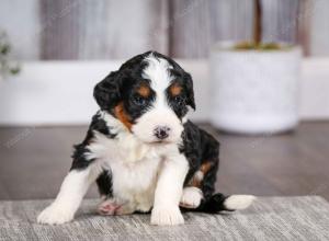 tri-colored female mini bernedoodle near Chicago Illinois