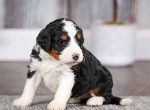 tri-colored female mini bernedoodle near Chicago Illinois