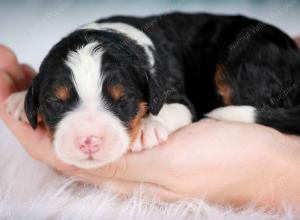 tri-colored female mini bernedoodle near Chicago Illinois