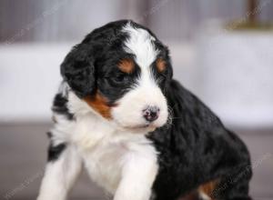 tri-colored female mini bernedoodle near Chicago Illinois