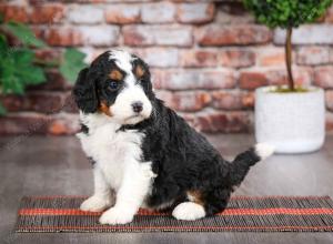 tri-colored female mini bernedoodle near Chicago Illinois