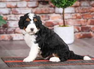 tri-colored female mini bernedoodle near Chicago Illinois