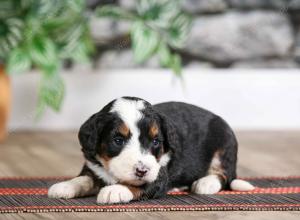 female mini bernedoodle near Chicago Illinois