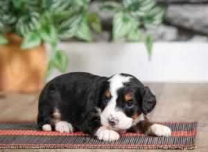 female mini bernedoodle near Chicago Illinois