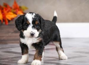 female mini bernedoodle near Chicago Illinois