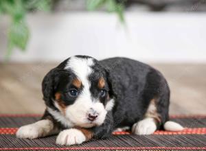 female mini bernedoodle near Chicago Illinois