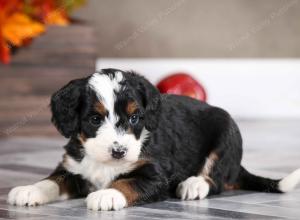 female mini bernedoodle near Chicago Illinois