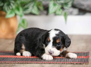 female mini bernedoodle near Chicago Illinois