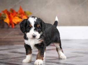 female mini bernedoodle near Chicago Illinois