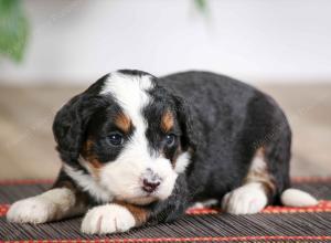 female mini bernedoodle near Chicago Illinois