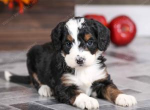 female mini bernedoodle near Chicago Illinois