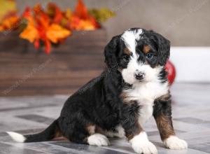 female mini bernedoodle near Chicago Illinois