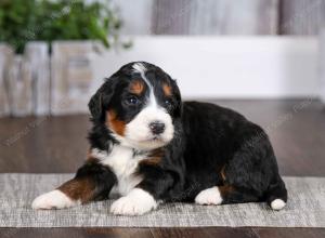 tri-colored male mini bernedoodle near Chicago Illinois