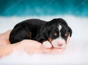 tri-colored male mini bernedoodle near Chicago Illinois