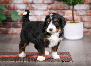 tri-colored male mini bernedoodle near Chicago Illinois