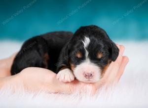 tri-colored male mini bernedoodle near Chicago Illinois