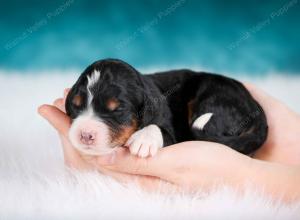 tri-colored male mini bernedoodle near Chicago Illinois