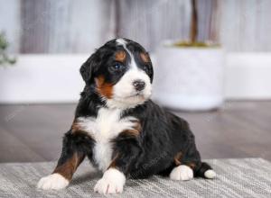 tri-colored male mini bernedoodle near Chicago Illinois