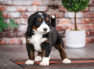 tri-colored male mini bernedoodle near Chicago Illinois