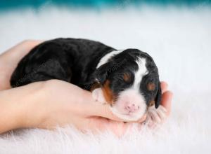 tri-colored female mini bernedoodle near Chicago Illinois