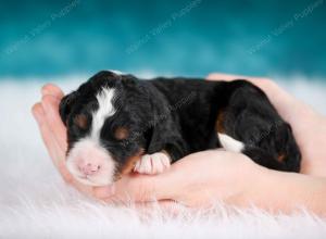 tri-colored female mini bernedoodle near Chicago Illinois