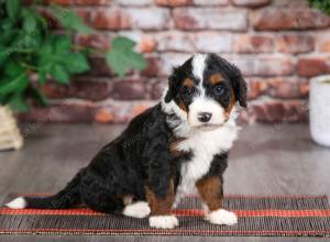 tri-colored female mini bernedoodle near Chicago Illinois