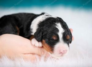 tri-colored female mini bernedoodle near Chicago Illinois