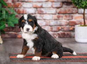 tri-colored female mini bernedoodle near Chicago Illinois