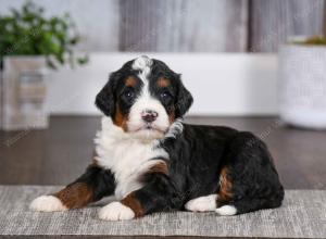 tri-colored female mini bernedoodle near Chicago Illinois