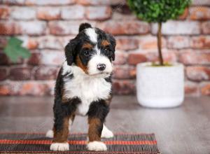 tri-colored female mini bernedoodle near Chicago Illinois