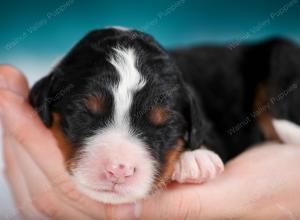 tri-colored female mini bernedoodle near Chicago Illinois