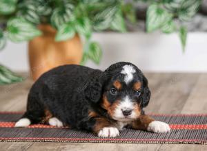 male mini bernedoodle near Chicago Illinois