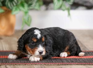 male mini bernedoodle near Chicago Illinois