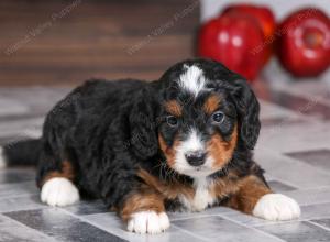 male mini bernedoodle near Chicago Illinois