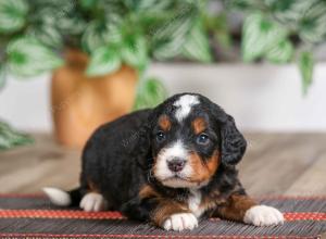 male mini bernedoodle near Chicago Illinois