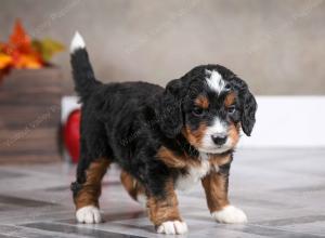 male mini bernedoodle near Chicago Illinois