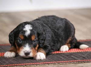 male mini bernedoodle near Chicago Illinois