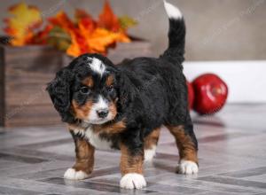 male mini bernedoodle near Chicago Illinois