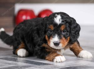 male mini bernedoodle near Chicago Illinois