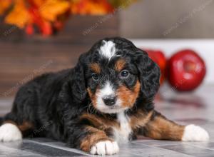 male mini bernedoodle near Chicago Illinois